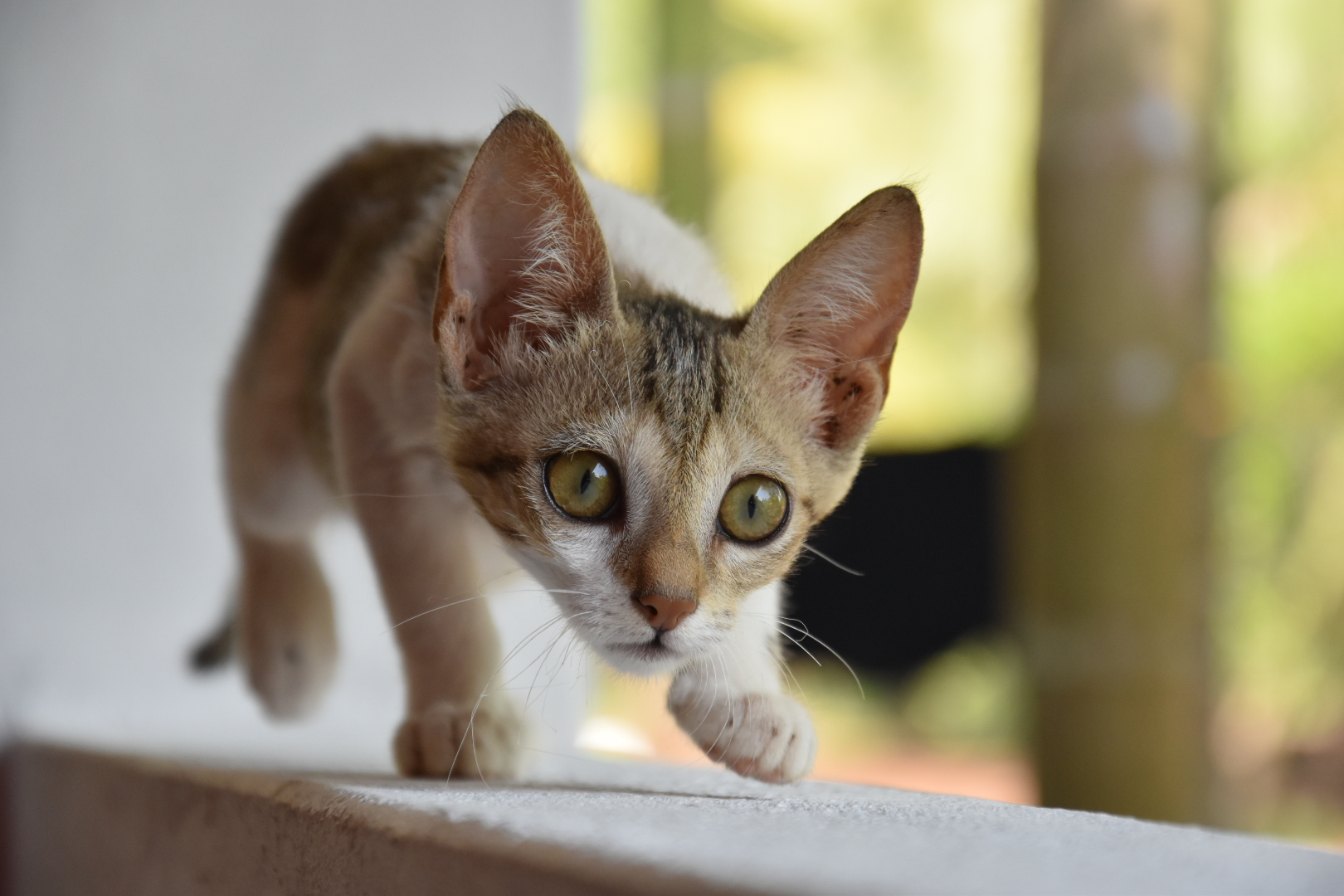 Cat Walking in sri lanka