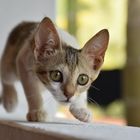 Cat Walking in sri lanka