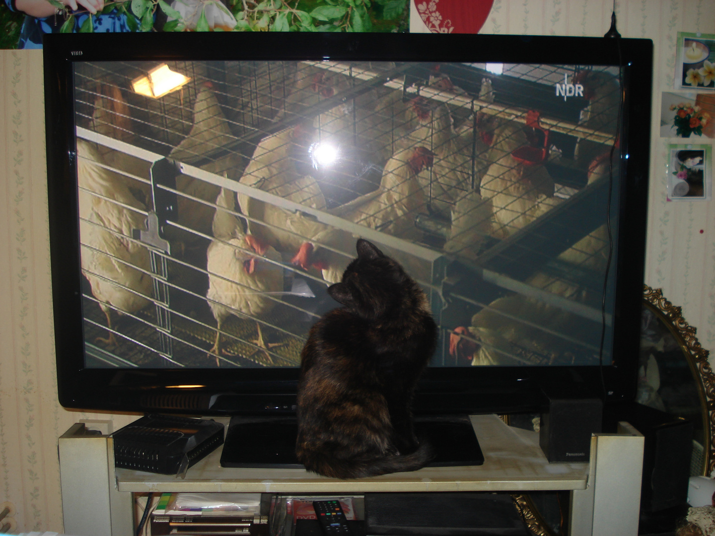 Cat watch tv