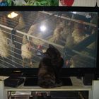 Cat watch tv