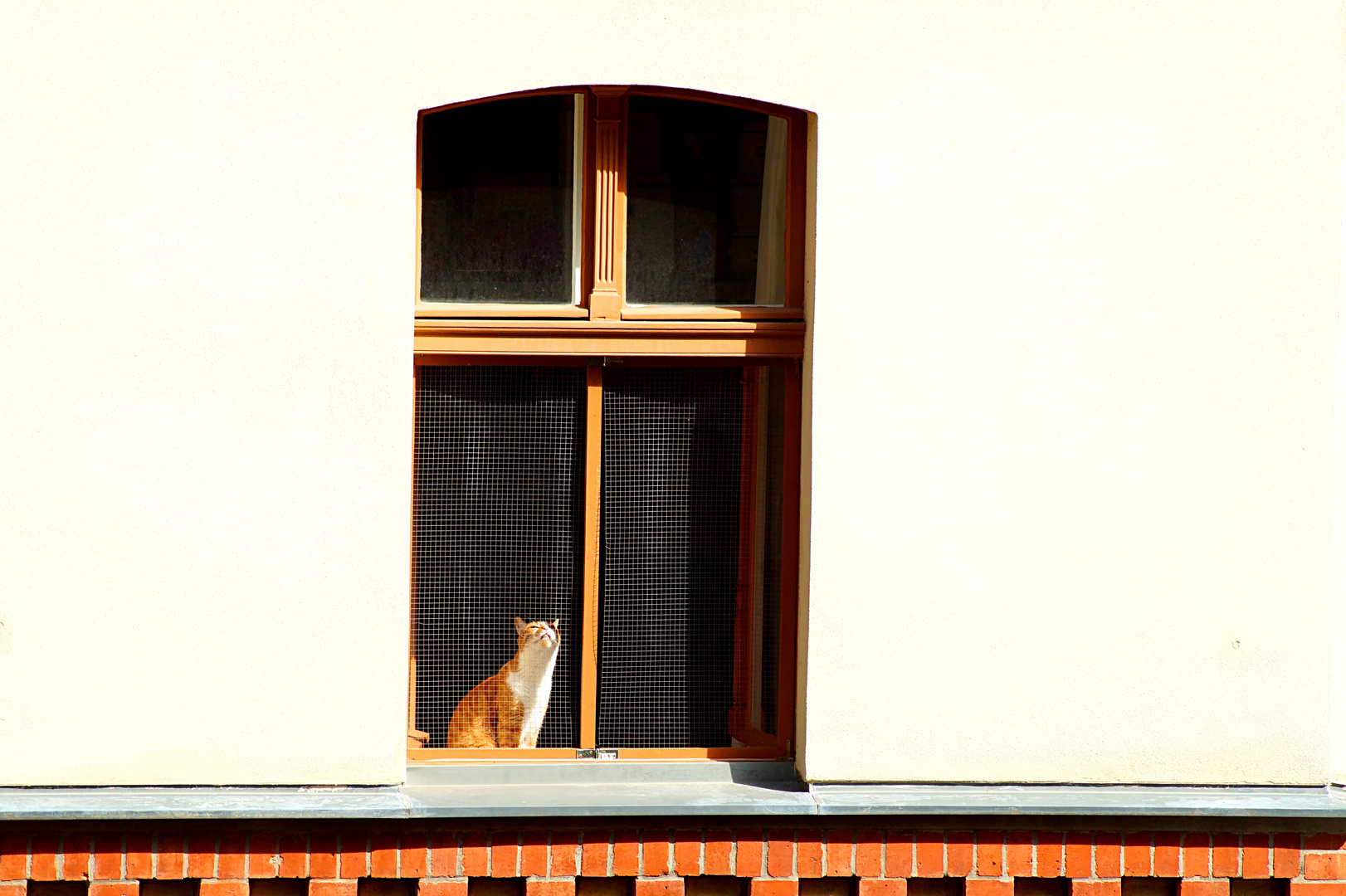 cat watching birds