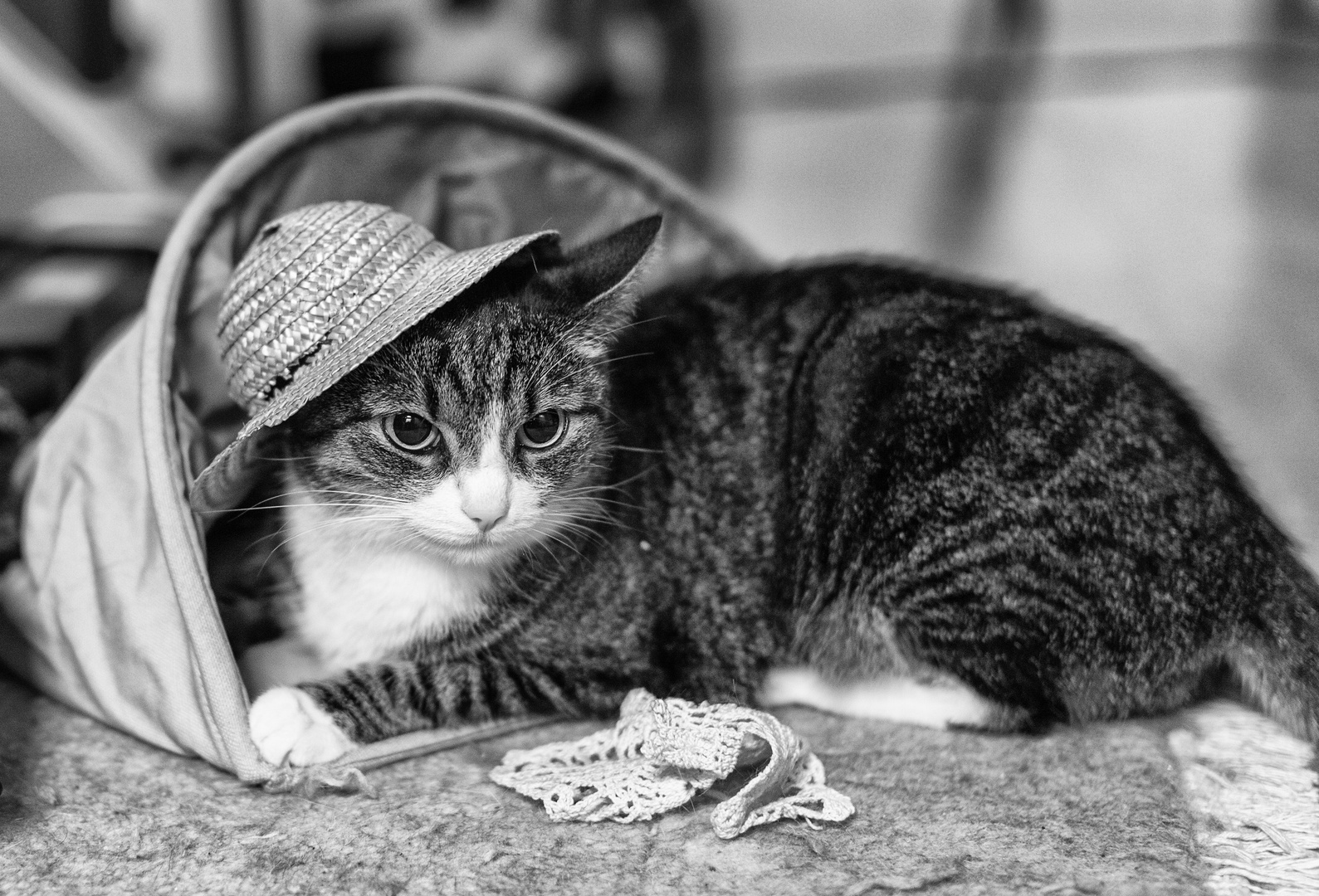 Cat with a Hat