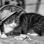 Cat with a Hat