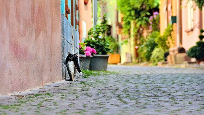 ... cat with downcast tail