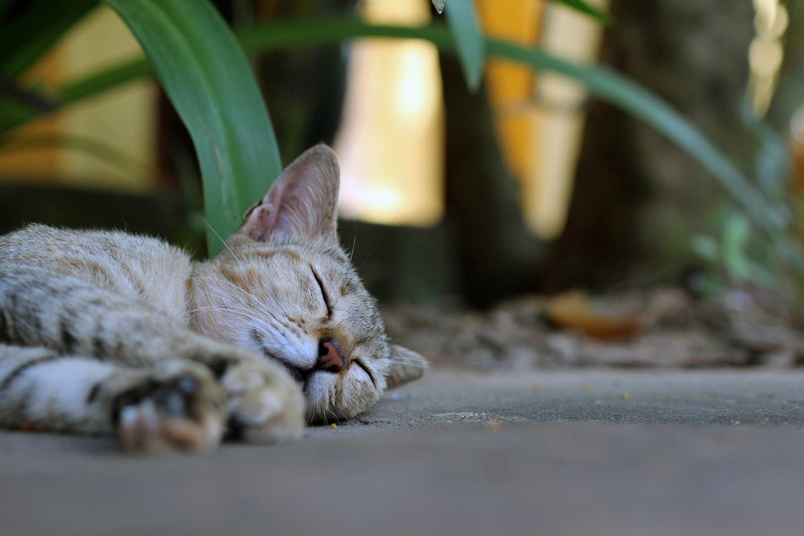 Cat-Yoga