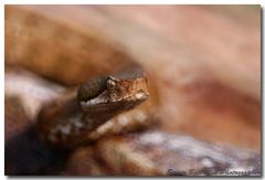 Catadiottrico e Vipera Aspis Francisciredi in natura