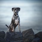 Catahoula