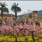 Catalonia | in the midst of spring |