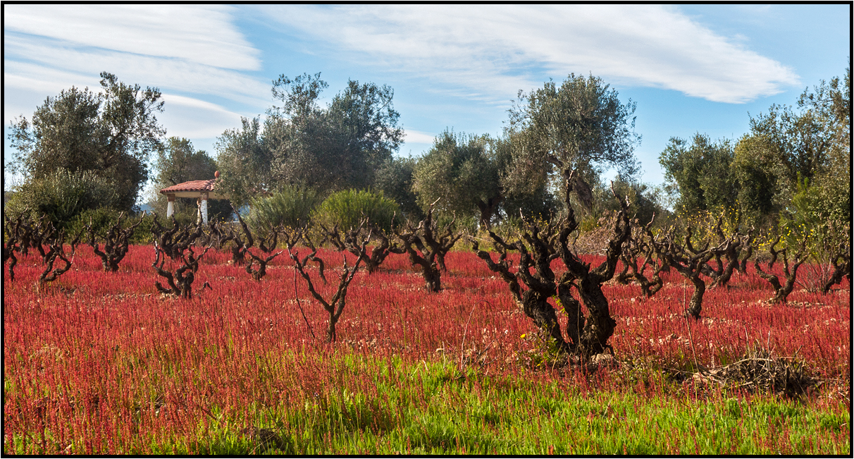 Catalonia | olive grove |