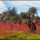 Catalonia | olive grove |