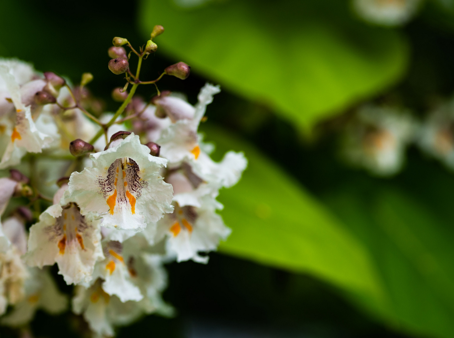 Catalpa