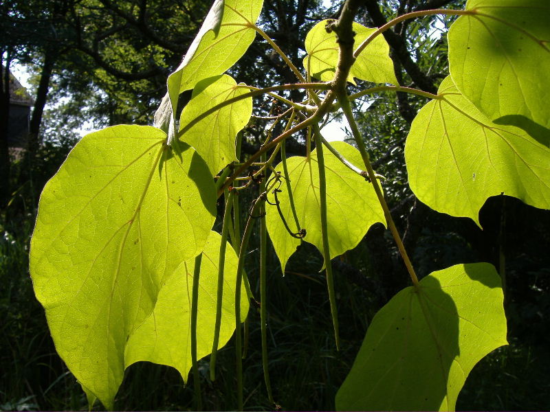 Catalpa