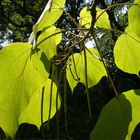 Catalpa