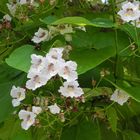 Catalpa