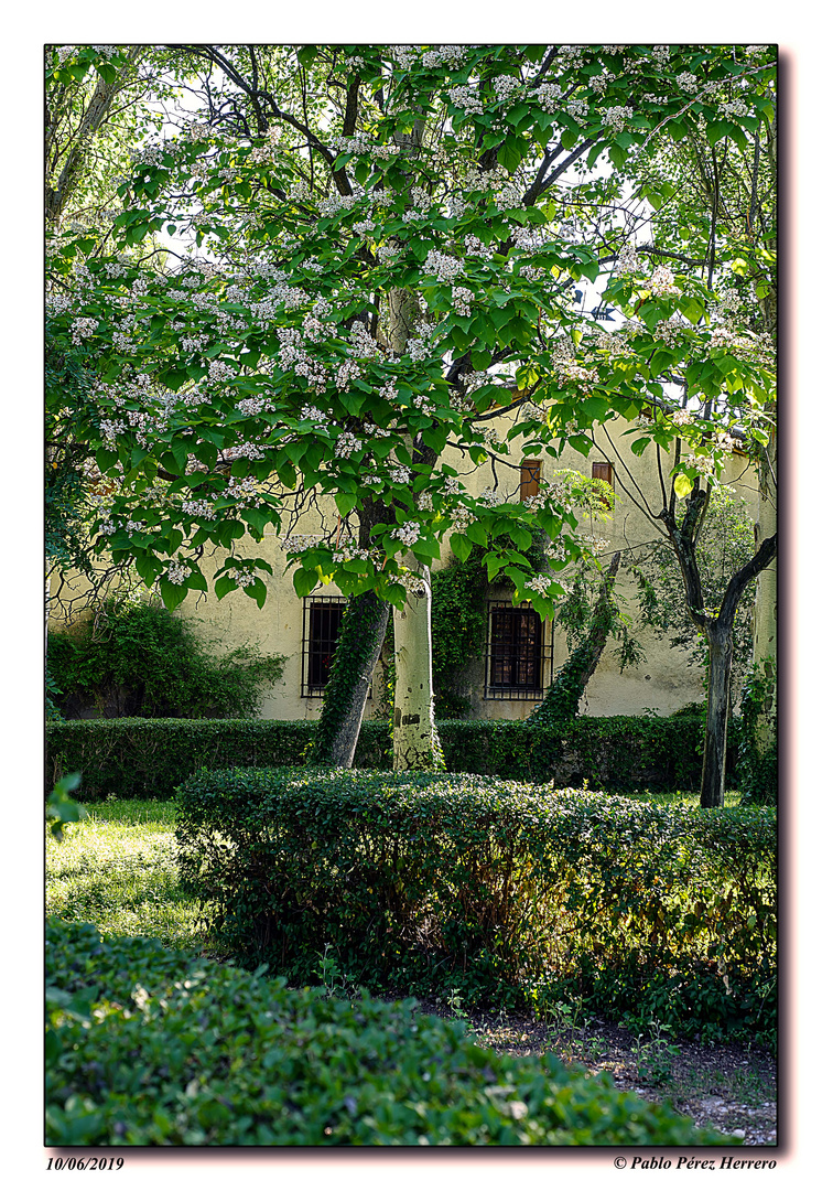 Catalpa en flor