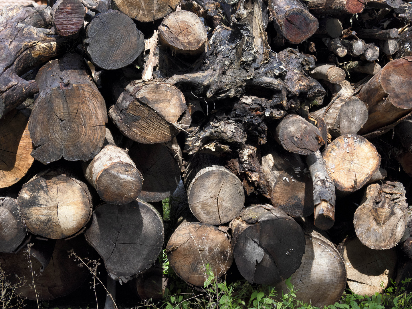 Catasta di tronchi