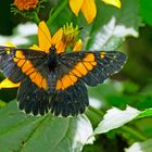 Catasticta teutila flavomaculata aus der Familie der Weisslinge