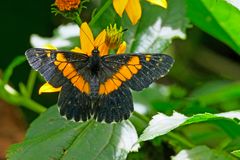 Catasticta teutila flavomaculata aus der Familie der Weisslinge