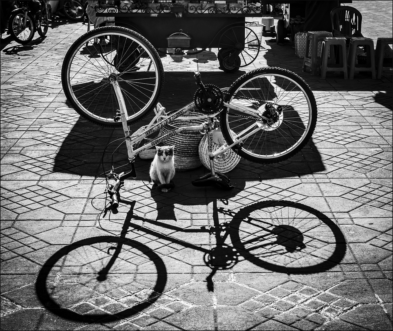 cat&bicycle
