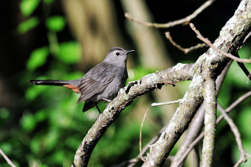 Catbird