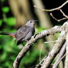 Catbird