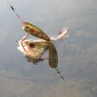 Catch and release