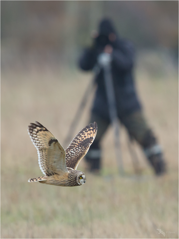 Catch Me If You Can  :-) (Sumpfohreule XXI)