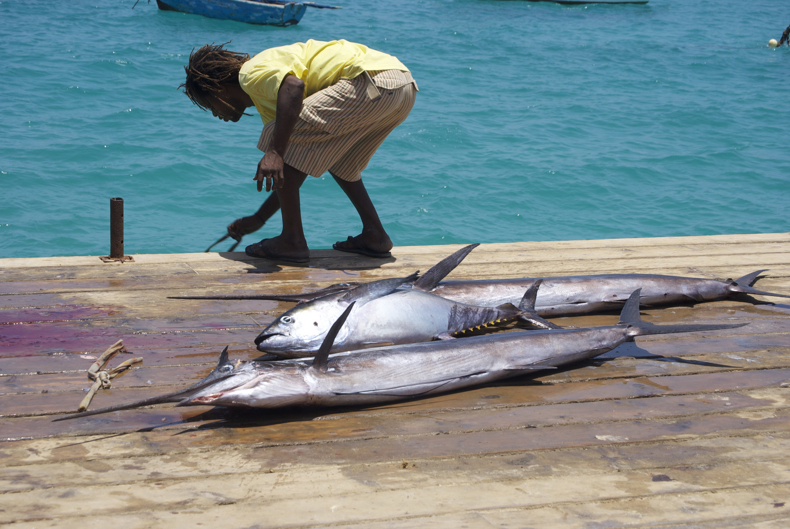 Catch of the day. Cape Verde, 2011