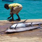 Catch of the day. Cape Verde, 2011