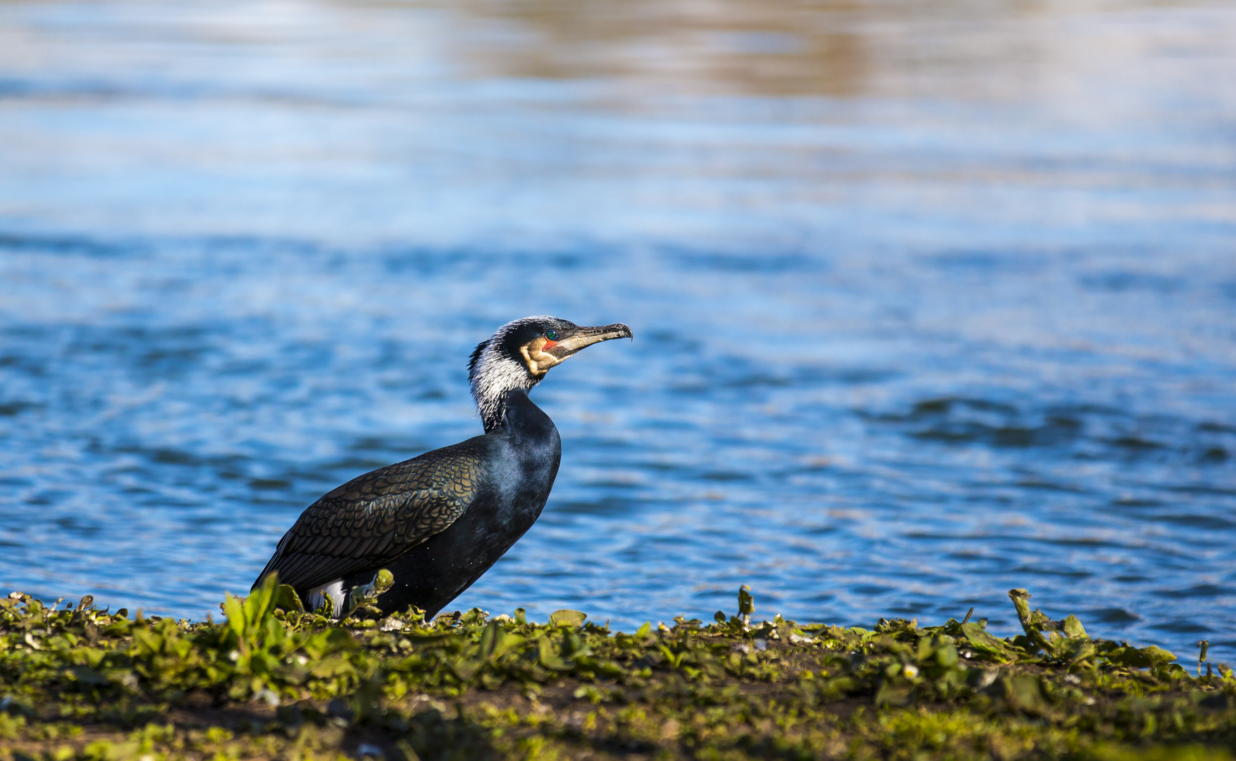 catch of the day - Kormoran