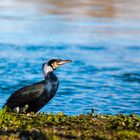 catch of the day - Kormoran