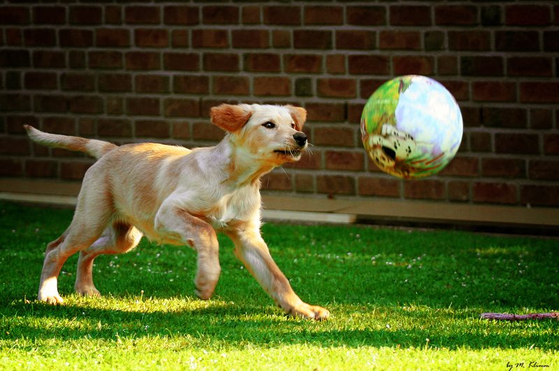 ~catch the ball~