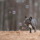 catch the bubble