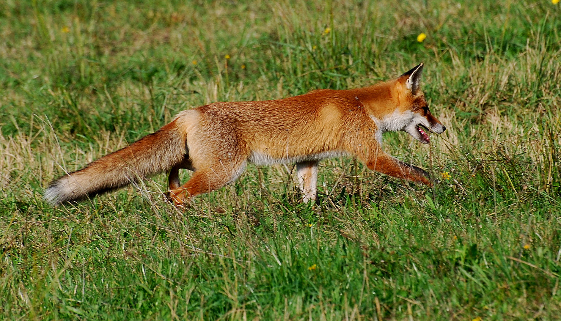 Catch the Fox 2 Foto & Bild tiere, wildlife, wildlife sonstige tiere
