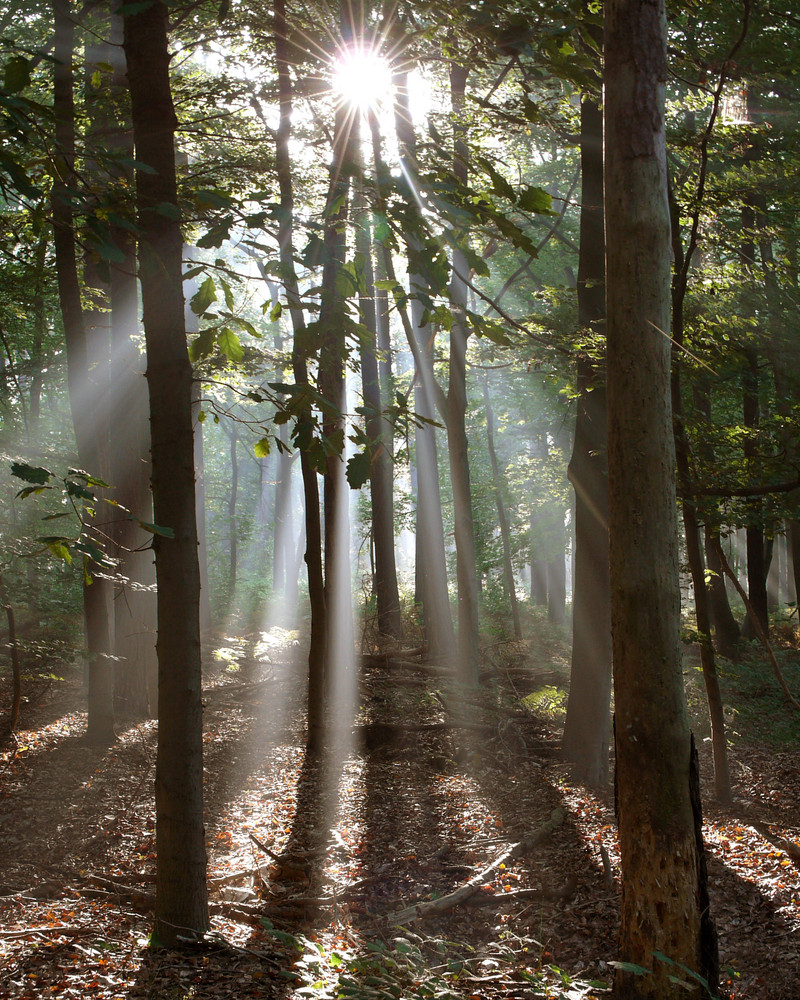 Catch the light between the trees