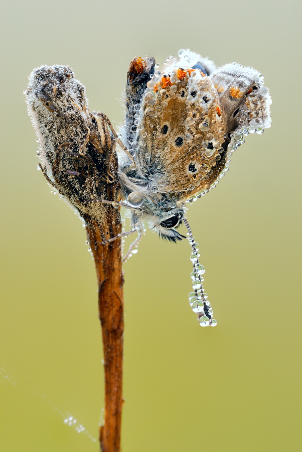 catcher in the fog