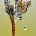 catcher in the fog