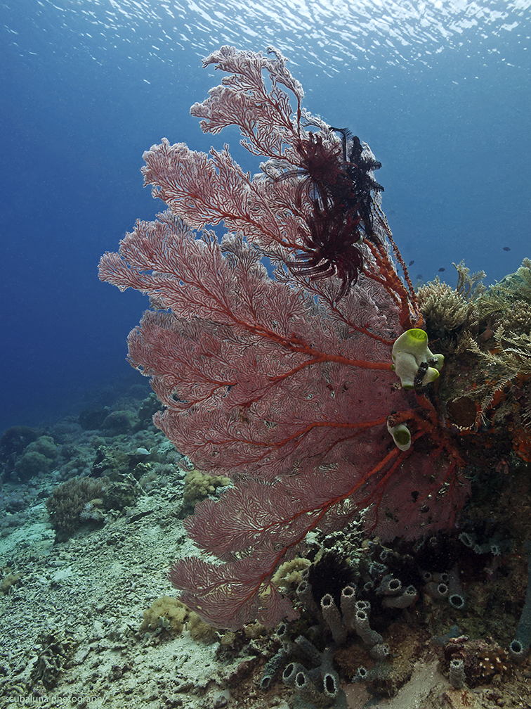 catcher in the reef