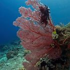 catcher in the reef