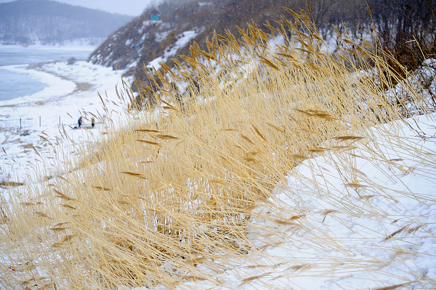 Catcher in the rye