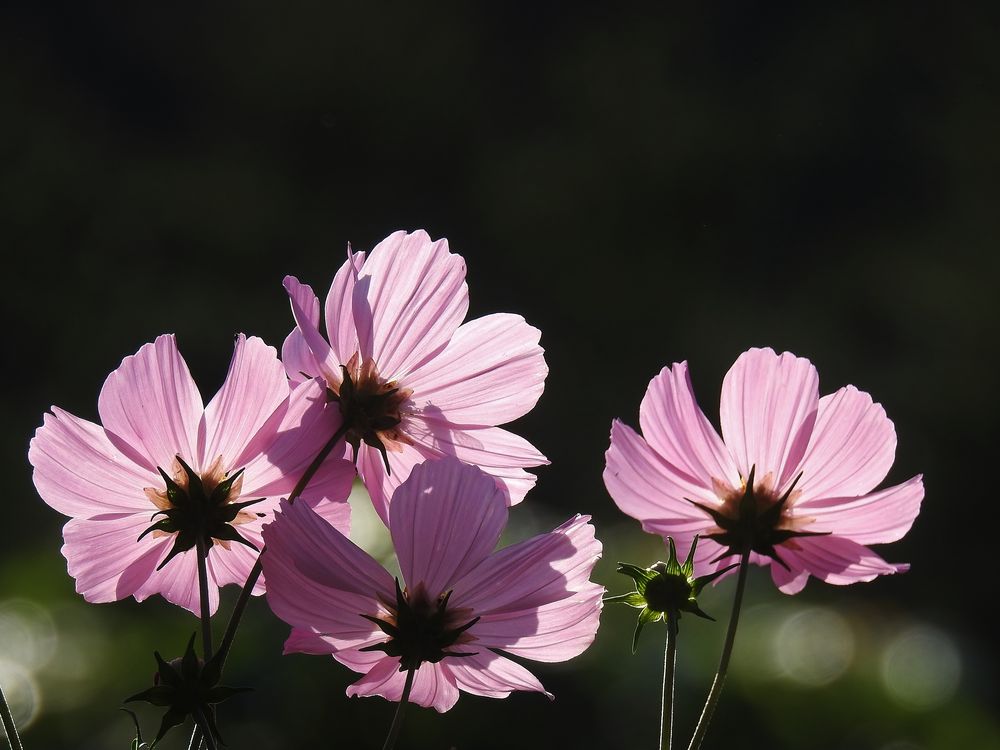 Catching morning light