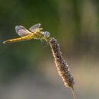 Catching Sunlight