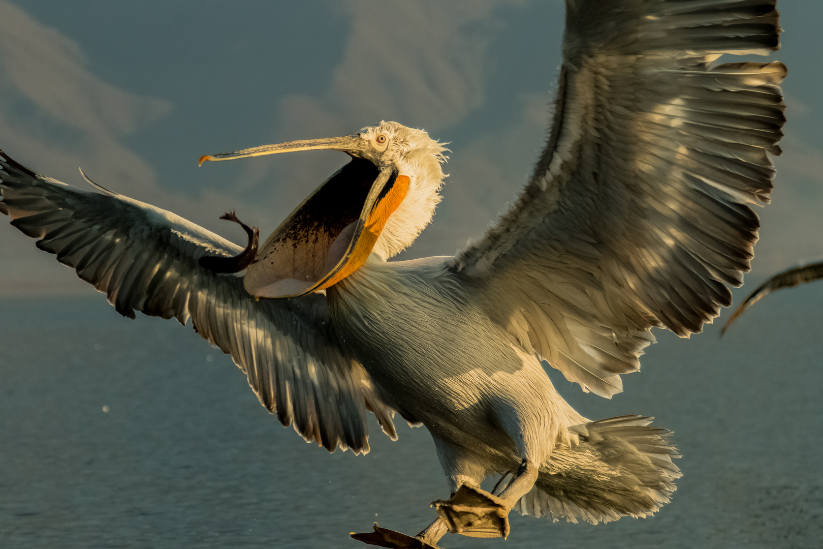 Catching the fish in flight