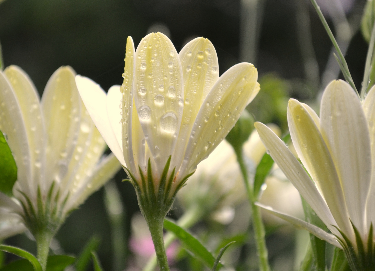 catching the raindrops