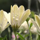 catching the raindrops