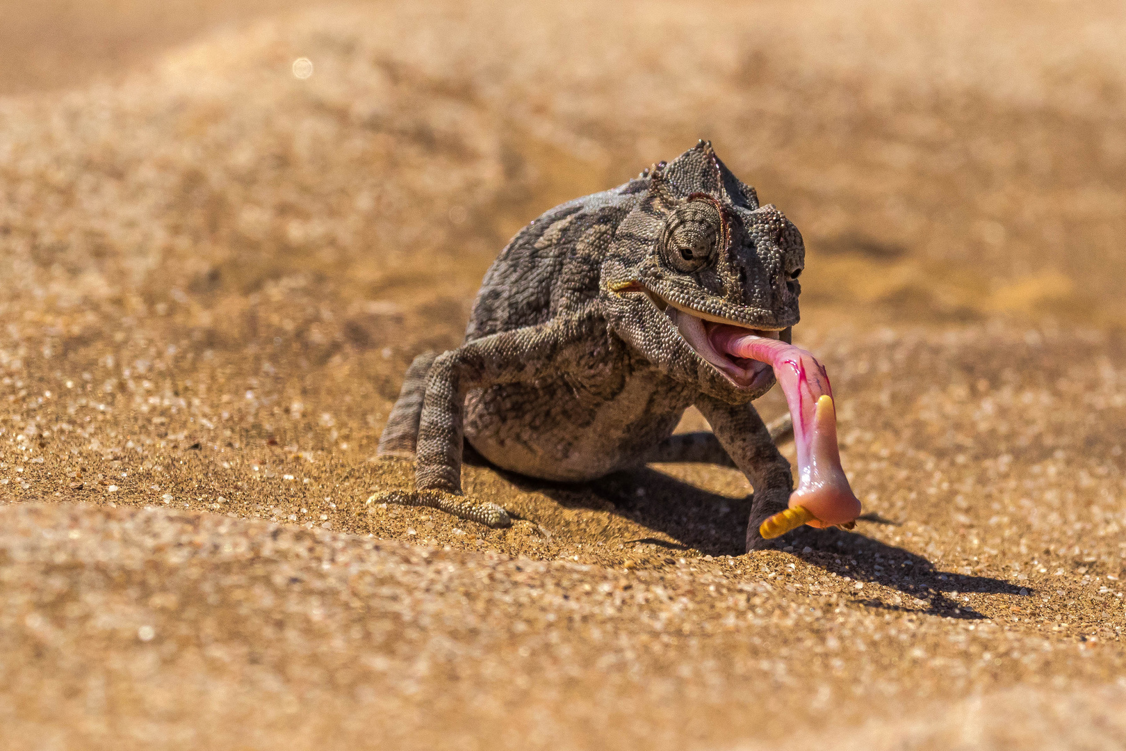 Catching the worm Foto & Bild canon, natur, namibia Bilder auf