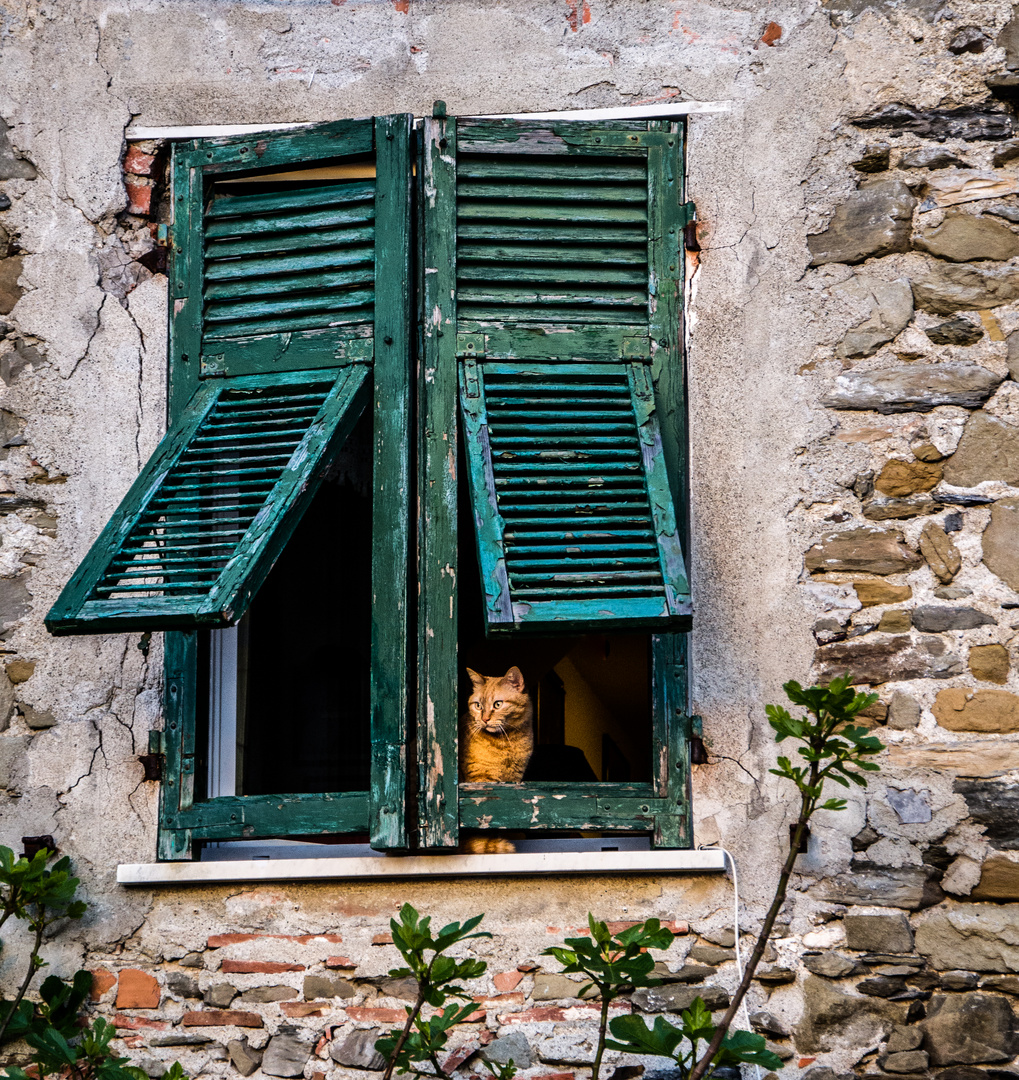 Catcuriosity