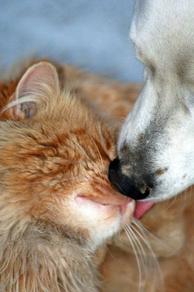 Cat&dog kiss