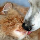 Cat&dog kiss