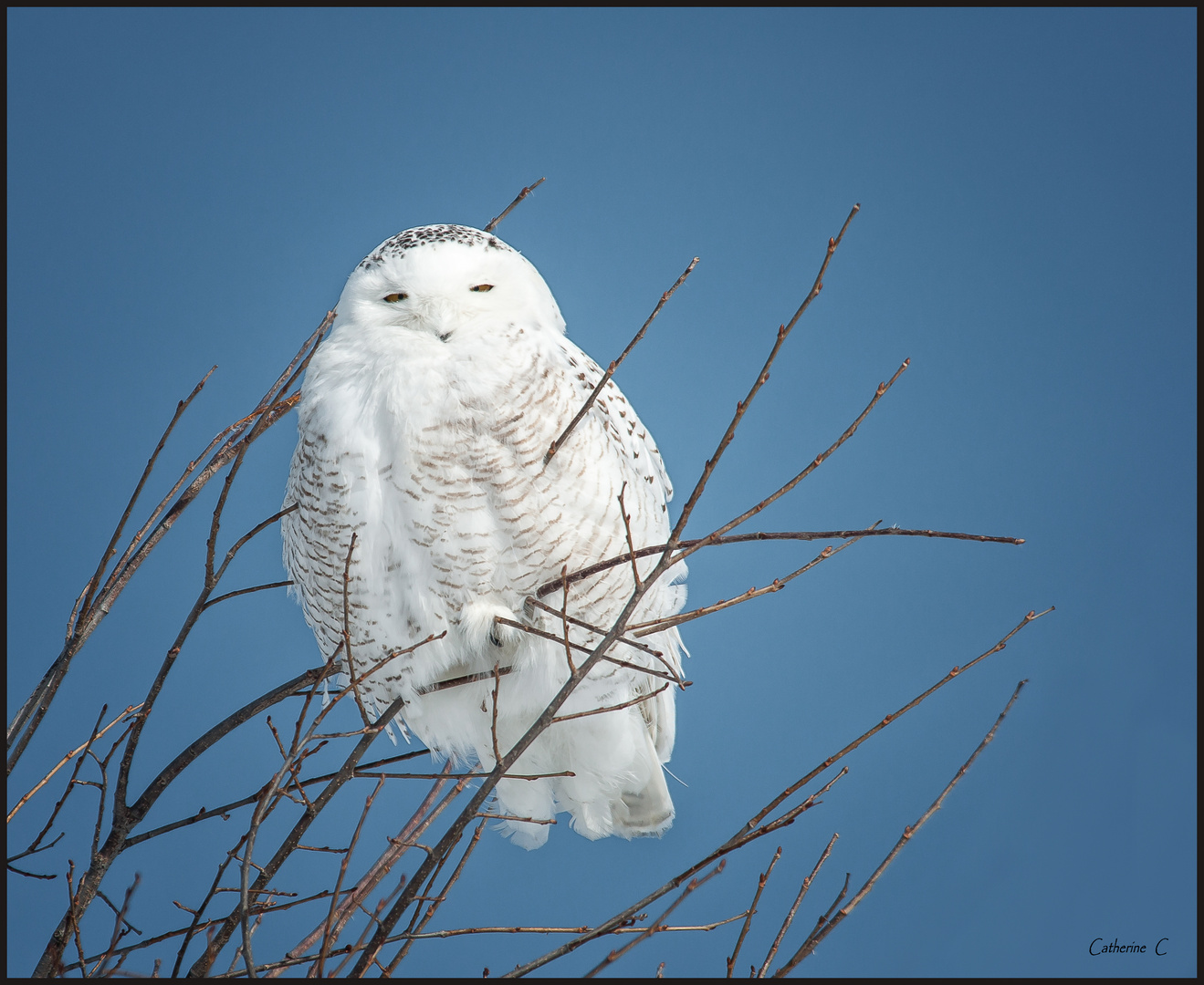 Catégorie PoidsPlume photo et image nature, animaux, oiseaux Images